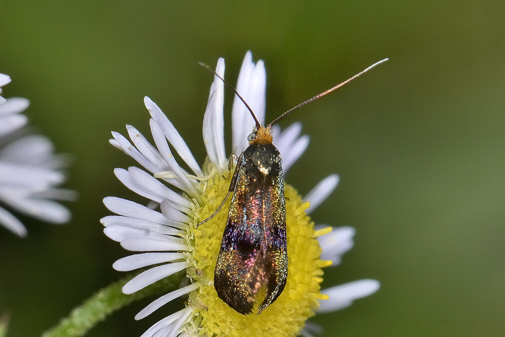 Adelidae: Nemophora cfr. fasciella